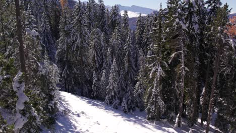 Secluded-path-covered-in-snow-through-pine-tree-forest-in-Alps,-aerial