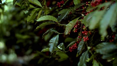 Kaffeestrauch-Mit-Roten-Beeren,-Die-Sich-Auf-Einer-Plantage-In-Brasilien-Im-Wind-Wiegen