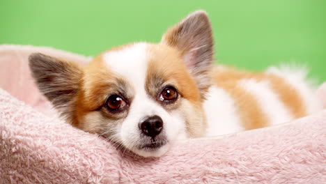 Kleiner-Chihuahua-In-Seinem-Bett,-Das-Sich-Ausruht,-Aber-Aufmerksam-In-Die-Kamera-Schaut-2