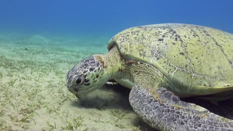 Grüne-Meeresschildkröte,-Die-Sich-Von-Seegras-Ernährt,-Hautnah-Im-Roten-Meer