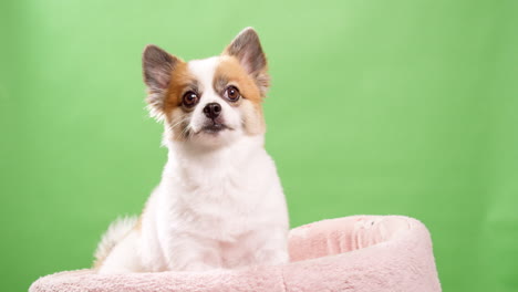 Cute-dog-posing-for-video-in-the-studio-with-chroma-key-background-2