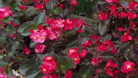 Touch-me-not-or-Impatiens