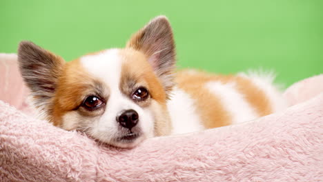 Kleiner-Chihuahua-In-Seinem-Bett,-Das-Sich-Ausruht,-Aber-Aufmerksam-In-Die-Kamera-Schaut-1
