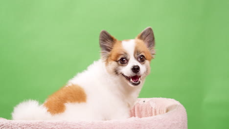 Video-of-a-little,-lively,-and-happy-mini-fawn-and-white-colored-dog,-puppy,-sitting-on-a-pink-rug-and-a-green-wall-in-the-back