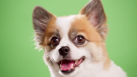 Cute-Chihuahua-filmed-with-green-background---chroma-key-in-studio-1