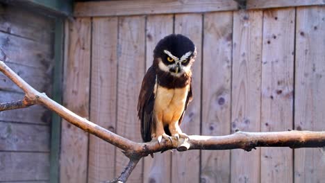 Spectacled-Owl-Stands-Itself-On-A-Bare-Branch