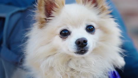 Close-up-of-a-Chihuahua