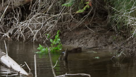 North-american-beaver-carrying-big-branch-with-green-leaves