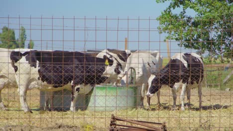 Ein-Paar-Kühe-Trinken-Auf-Einem-Feld-Eines-Bauernhofs