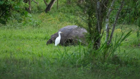 Santa-Cruz-Giant-Tortoise-feeding-in-the-grass-in-Galapagos,-Ecuador---Handheld