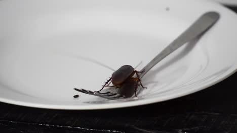 Close-up-gimbal-shot,-of-cockroach-on-plate-with-fork