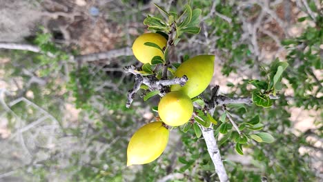 Argan-tree-branches-with-ripe-nuts-and-green-leaves-5