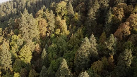 Drone-Overhead-Orbit-Shot-Of-Green-Trees-Side-By-Side-From-Heart-Of-Forest,-Mexico