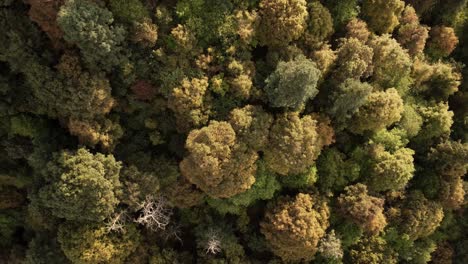 Drone-Overhead-Shot-Of-Astonishing-Green-Forest-In-Heart-Of-Virgin-Nature,-Mexico