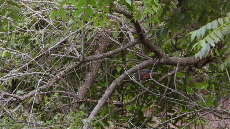Wide-shot-of-a-little-green-heron-walking-the-branches-of-the-bushes-of-a-swamp-in-search-of-food