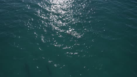 Delphine-Schwimmen-An-Einem-Sonnigen-Sommertag-Auf-Dem-Glitzernden-Wasser-Des-Blauen-Meeres