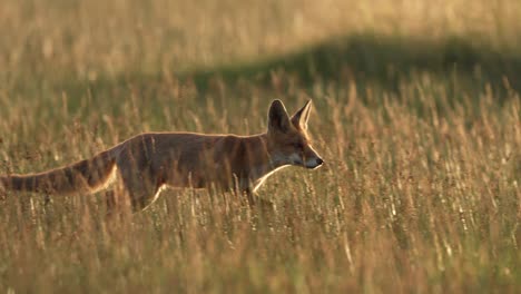 Red-fox-leisurely-runs-through-meadow-at-sunset