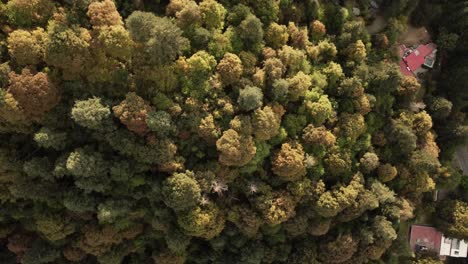 Overhead-Orbit-Shot-Of-Countless-Green-Trees-From-Heart-Of-Forest,-Mexico