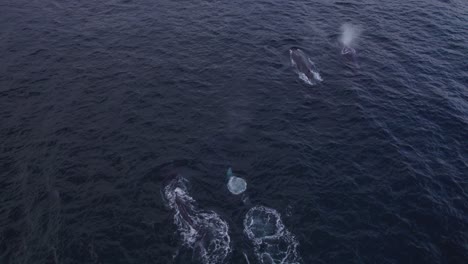 Möwe-Fliegt-über-Buckelwale,-Die-Im-Ozean-Schwimmen