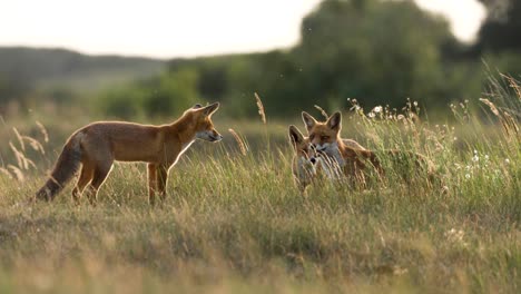 Mother-red-fox-with-two-quirky-pups-in-long-grass-of-meadow,-slowmo