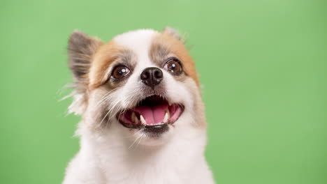 Cute-Chihuahua-filmed-with-green-background---chroma-key-in-studio-3