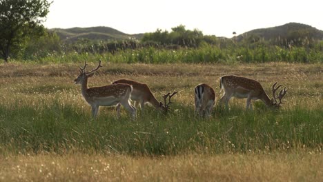 A-herd-of-fallow-deer-grazing-in-a-field-on-a-calm-day