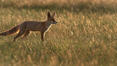 Cautious-red-fox-looks-intently-in-certain-direction,-golden-hour-on-grassland