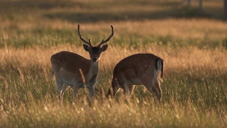 Two-European-fallow-deer-grazing-in-meadow-at-golden-hour