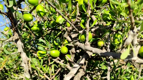 Argan-tree-branches-with-ripe-nuts-and-green-leaves-2