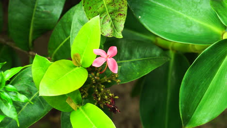 Close-up-gimbal-shot-of-delicate-pink-frangipani-flower-on-shrub