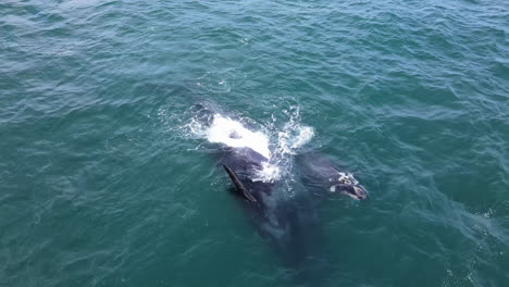 Southern-Right-whale-with-deformed-flippers-on-her-back,-playful-calf