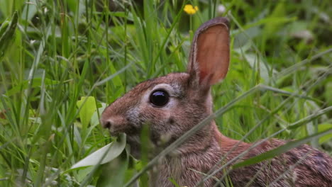Rabbit-cottontail--hare-eating-nutritive-leaf--head-closeup