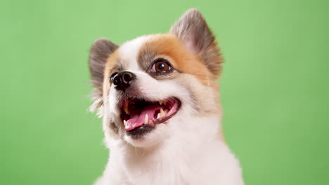 Miniaturfawn-Und-Weißer-Hund-In-Nahaufnahme,-Der-Amüsant-Und-Lebhaft-Aussieht,-Während-Er-Auf-Einem-Rosafarbenen-Teppich-Aus-Stoff-Vor-Grünem-Hintergrund-Ruht-1