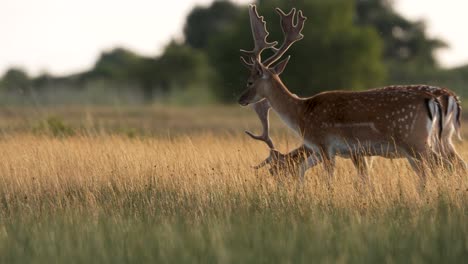 Two-beautiful-European-fallow-deer-bucks-grazing-in-meadow
