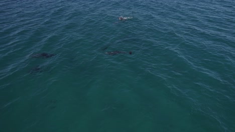 Sociable-Pod-Of-Bottlenose-Dolphins-Swimming-In-The-Tasman-Sea