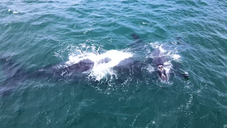 Playful-newborn-right-whale-imitates-its-mom-on-her-back,-Hermanus