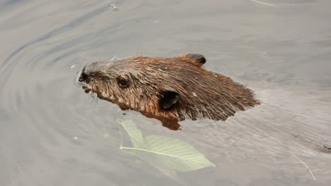 Close-up-of-beaver's-head-swimming-in-wetland-pond-water