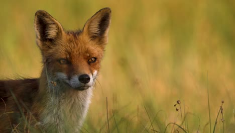 Close-up-profile-shot-of-alert-red-fox-in-grassland-at-golden-hour