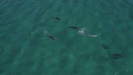 Delfines-Nariz-De-Botella-Nadando-Y-Jugando-Bajo-El-Agua-Clara-Del-Mar-En-Australia