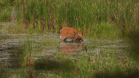 Female-white-tailed-deer-foraging-through-swamp-marsh-water