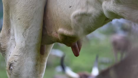 Nipples-of-a-cow,-udders-of-the-animal-in-a-Swiss-meadow-in-the-Alps,-Obwalden,-Engelberg