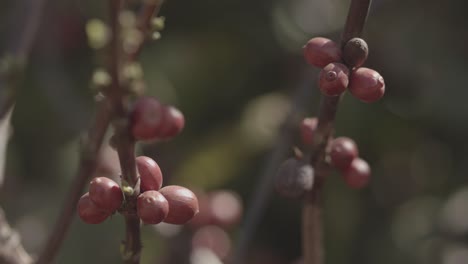 Leuchtend-Rote-Kaffeebeeren-Bewegen-Sich-Mit-Dem-Wind-Auf-Dem-Zweig-Eines-Busches-In-Einer-Brasilianischen-Plantage