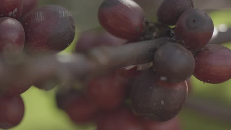 Close-up-shot-of-several-red-coffee-berries-on-a-branch-on-a-plantation-in-the-Brazilian-forest