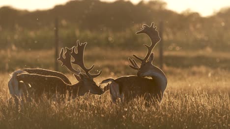 Three-fallow-deer-bucks-in-grassland-meadow