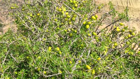 Argan-tree-branches-with-ripe-nuts-and-green-leaves-1