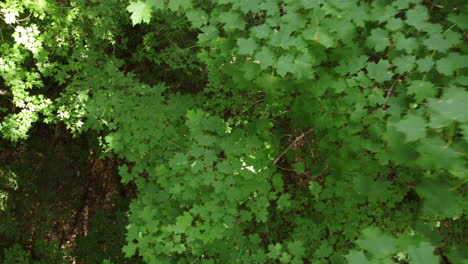 Aerial-Topdown-view-Along-green-maple-tree-forest,-lush-vegetation,-tracking-shot