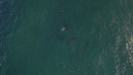 Overhead-View-Of-Bottlenose-Dolphins-Pod-Swimming-Under-The-Sea