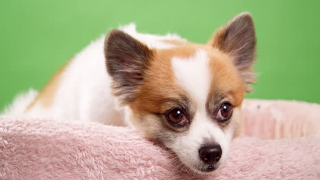 Chihuahua-Hund,-Der-Auf-Seinem-Bett-Liegt,-Gefilmt-Im-Studio-Mit-Grünem-Chroma-Key-Hintergrund-1