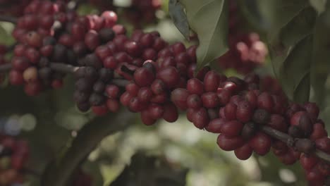 Nahaufnahme-Des-Zweiges-Einer-Kaffeepflanze-Voller-Schöner-Roter-Kaffeebeeren,-Die-Auf-Einer-Brasilianischen-Plantage-Gepflückt-Werden-Können