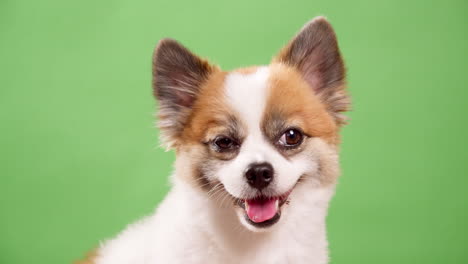 Cute-Chihuahua-filmed-with-green-background---chroma-key-in-the-studio